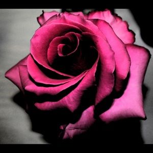 Meet your Posher, Bibi